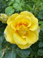 yellow rose in garden