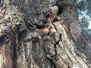 close up of a tree trunk