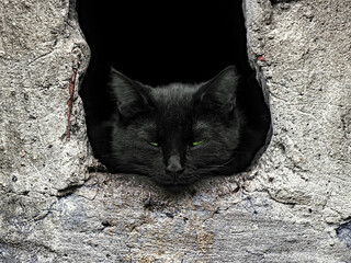 black and white cat portrait