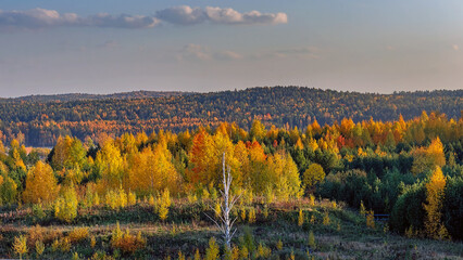 autumn landscape with forest