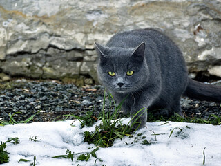 grey cat on the grass and snow