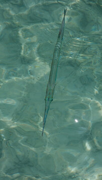 Top down view of needlefish tropical fish in shallows of crystal clear ocean water in Raja Ampat, West Papua, Indonesia