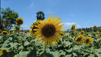 Beautiful sunflower field in Tamil Nadu, India 