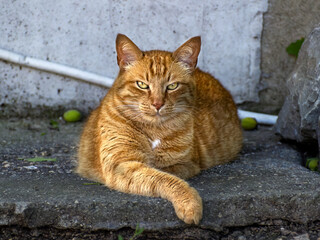 red cat on the fence