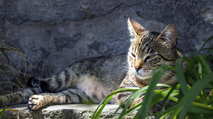 gray cat on the rock