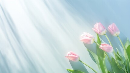 Soft pink tulips casting delicate shadows upon a cool blue surface with sunlight streaming through.