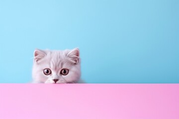 A curious white cat peeking over a pink and blue split background.