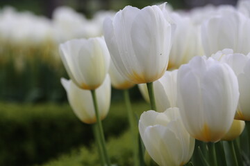 white tulips