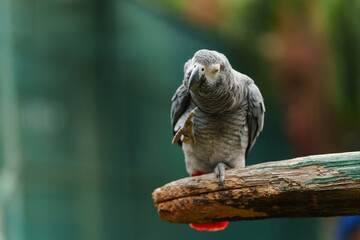 African grey parrot (Psittacus erithacus) on wood tree branch