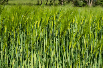 Wheat field Ears of golden wheat close up Beautiful Nature Landscape Rich harvest Concept