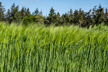 Wheat field Ears of golden wheat close up Beautiful Nature Landscape Rich harvest Concept