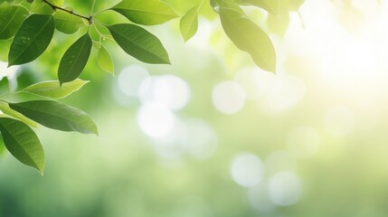 Lush green leaves against a soft bokeh sunlight background in nature.