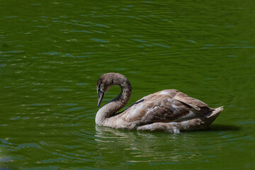 gray swan on the water