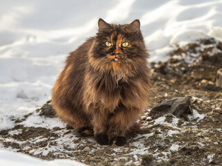 cat in the snow
