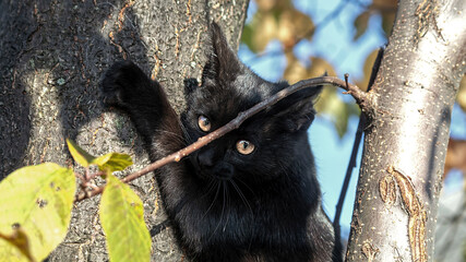 black and white kitten