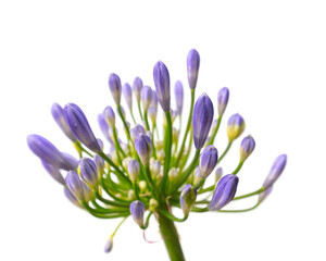 Close up of a cluster of African Lily petals in the stage before full bloom on a white background 