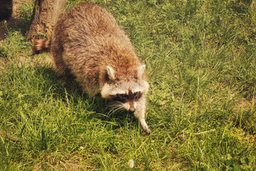Waschbär - Raccoon - Close Up - Funny - Procyon Lotor - Cute - Portrait - Wildlife - High quality photo - obrazy, fototapety, plakaty