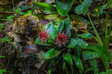 Obraz premium pink flowers on a bush