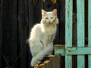 cat on the fence