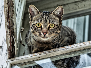 cat on a window