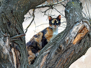 cat on tree