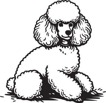 poodle cartoon outline , line art illustration white background