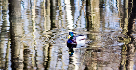 A male mallard swims in a pond with green water in search of food