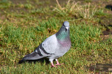 A beautiful lonely gray dove on the green grass
