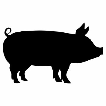 silhouette of a black pig walking
