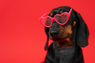 Cute dachshund dog wearing heart-shaped sunglasses on a red background posing for the camera. Friendly puppy in love