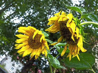 two sunflowers