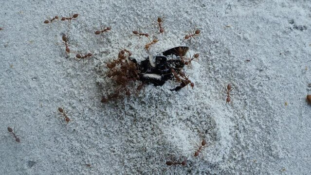ants on the ground eating dead crab