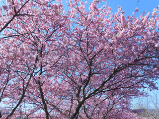 2月から3月に満開の河津桜
