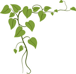 ivy plant drawing illustration.