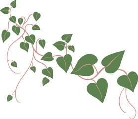 ivy plant drawing illustration.