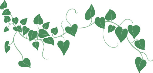 ivy plant drawing illustration. - 718653648