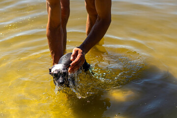 A man bathes or washes a small dog in a lake or river.