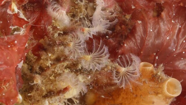 Worms family Sabellidae, order Sabellida. Filters living in tubes of sand, shell fragments, glued together with mucus. White sea