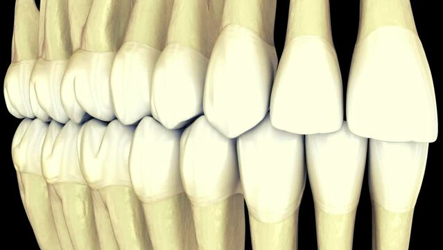 Mandibular teeth, macro view. Dental root anatomy, Medically accurate tooth 3D animation.