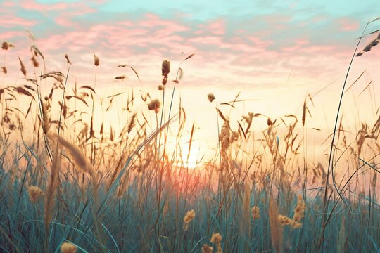 Sunset in the meadow with grasses,  Nature background