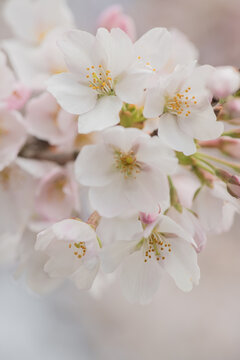 close up macro of blooming sakura cherry tree blossom flowers