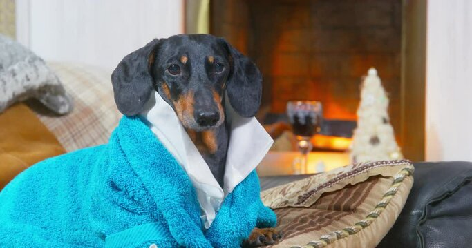 Aristocrat dog in home clothes of country mansion with fireplace sits on sofa, looks down on him with arrogant look Pampered purebred blue-blooded pet resting, siesta with glass of wine. appetizer
