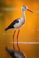 Fototapeta premium Serene Stilt Bird at Sunset: A Beautiful Reflection on Calm Waters - Generative AI