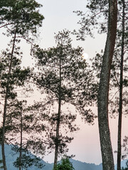 A natural view of Cikole Camping Park, Bandung, Indonesia, a perfect camping destination. 