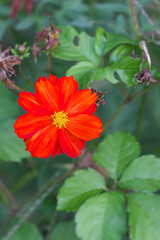 キバナコスモス