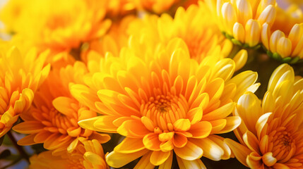 Yellow-Orange chrysanthemum flower