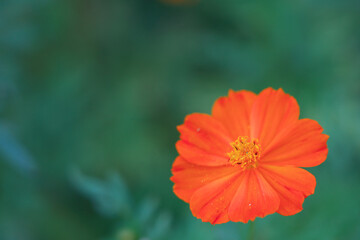 キバナコスモス