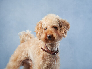 A curious Poodle dog with a fluffy coat looks off to the side, against a serene blue background.