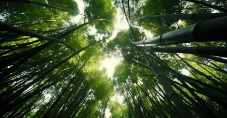 Fotobehang bamboo forest view from the ground looking at the sky © Holly Berridge