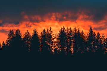 sunset over a pine forest